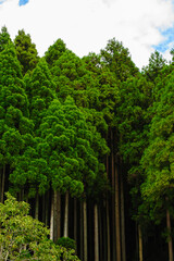Green cedar forests in Ohara, Kyoto, Japan.