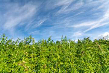 canabis on marijuana field farm sativa weed hemp hash plantation panorama