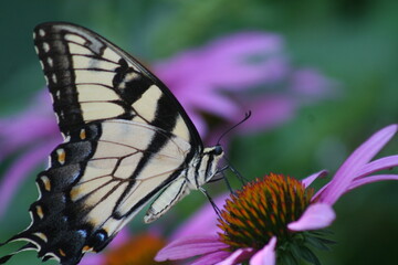Papilio Eurymedon Pale Swallowtail 2020 III