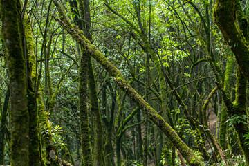The forest Desierto de los Leones is a national park with 1,059 hectares and is a protected natural area also.