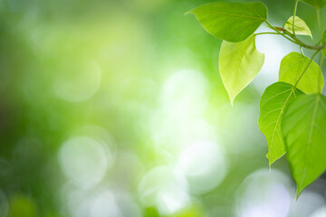Fresh green leaf in sunlight for nature background.