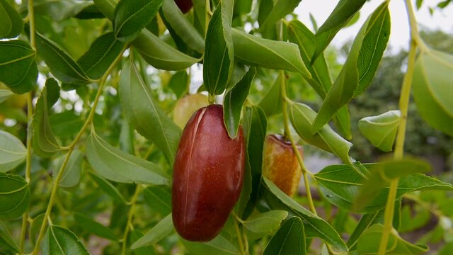 Chinis date fruit or ziziphus growing on tree, close up nature organic food
