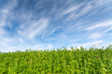 canabis on marijuana field farm sativa weed hemp hash plantation panorama