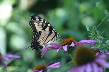 Fototapeta na wymiar Pale Swallowtail Butterfly 2020 IV