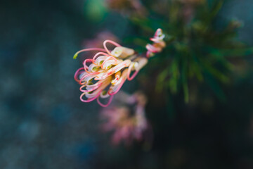 native Australian grevillea semperflorens plant with yellow pink flowers