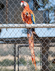 Large Parrot at a wildlife sanctuary