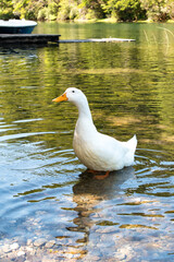 duck on the water