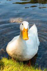 duck on the lake
