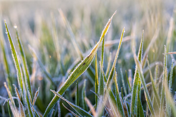 winter weather in an agricultural field