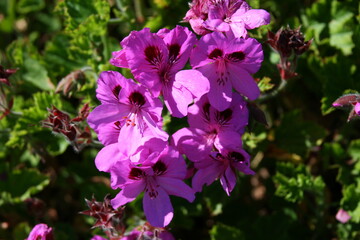 violet flowers in the garden