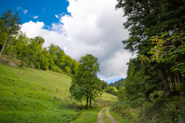 Dirt track through a green alpine valley