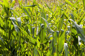 agricultural field where corn is grown