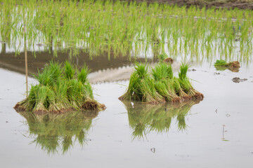 Rice seedlings prepared for rice cultivation