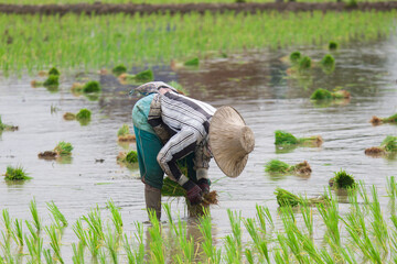 The way of life of Thai and Asian people is farming during the rainy season