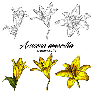 Flor azucena