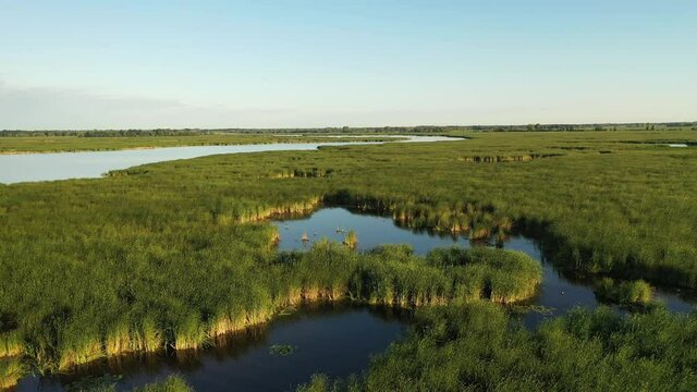Establishing shot of american wilderness. Freshwater cattail marsh, view from above. Nature of the Midwest. Horicon marsh in Wisconsin
