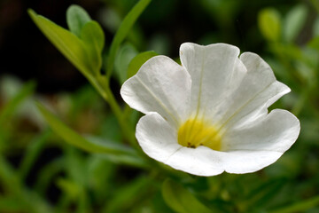 Fototapeta na wymiar Single white calibrachoa blossom