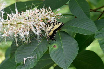 Eastern Tiger Swallowtail Butterfly on a Bottlebrush Buckeye