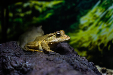 frog on the ground