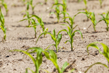 agricultural field with a crop