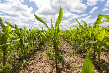 agricultural field with corn