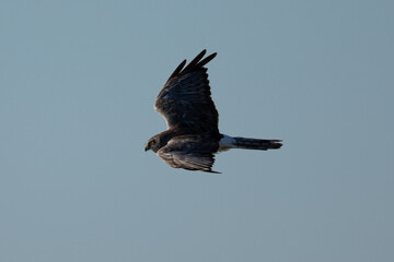 Extremely close view of a male hen harrier gliding while hunting, seen in the wild in North California