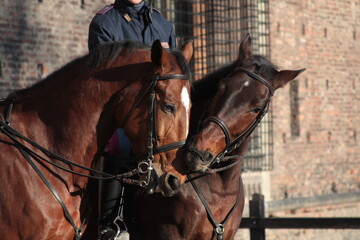 Obraz premium Two bridled chestnut horses grooming
