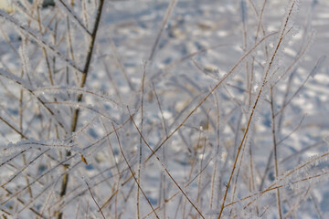 Thin branches of the tree are covered with ice and snow crystals. Background - white snow with traces. Selective focus. The concept is of the winter season.