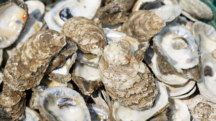 fresh oysters on the beach