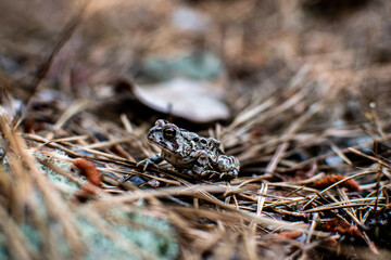 frog on the ground