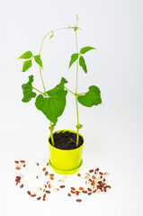 Young green bean sprouts in pot. Studio Photo