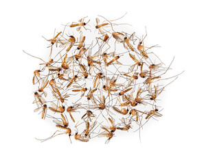 Obraz premium Dead mosquitoes on white background, Dangerous vehicle of dengue virus, malaria and other infections.