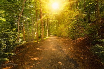 camino en el bosque al medio dia