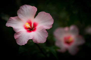 Fototapeta premium 花