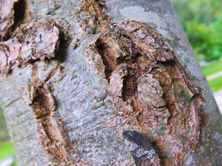 extreme close up of tree trunk