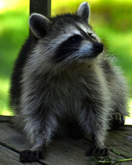 Young raccoon caught eating flowers