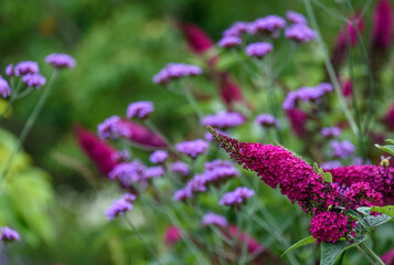 Purple buddleia flowers, butterfly bush, blooming in a garden
