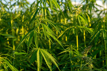 canabis on marijuana field farm sativa weed hemp hash plantation