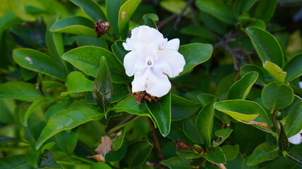 White flower with green leaves