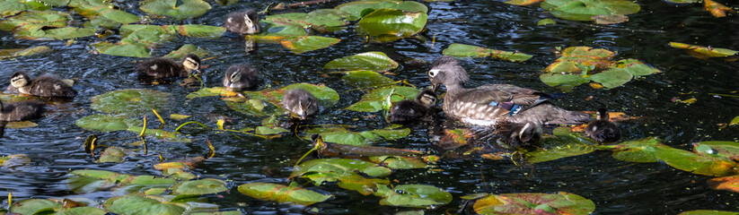 Wood duck family swimming in Lake Washington among lily pads
