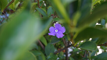 Small purple flower with leaves