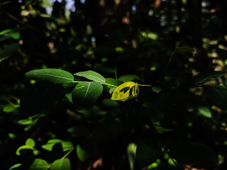 Breynia vitis-idaea, the officinal breynia, is a perennial tree-like species of Phyllanthaceae, found from India east to Taiwan and Okinawa and south to Indonesia.