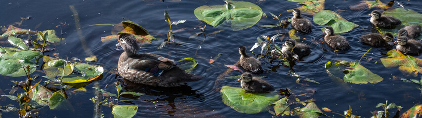 Wood duck family swimming in Lake Washington among lily pads
