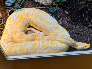 A Yellow Snake Closeup View