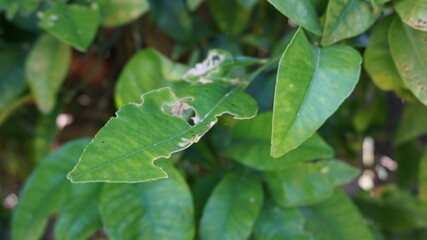 Green leaves with eaten away portions