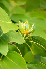 Closeup of Chinese Tulip Tree flower blooming in a garden
