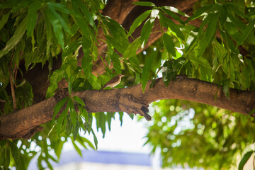 Bird sitting on tree branch in middle of green leaves