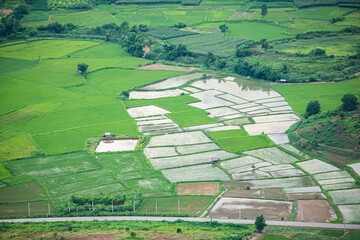 Green field landscape with rice field in the countryside agriculture Asia at rainy season