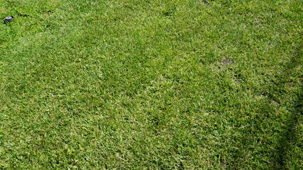 Obraz premium green grass background
