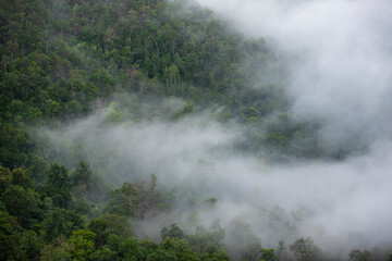 Foggy morning mist in valley beautiful in Thailand Asian - Misty landscape mountain fog and forest tree view on top